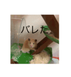 世界のハムちゃん（個別スタンプ：12）