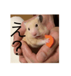 世界のハムちゃん（個別スタンプ：13）