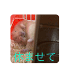 世界のハムちゃん（個別スタンプ：14）