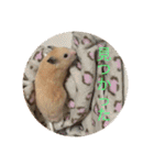 世界のハムちゃん（個別スタンプ：15）