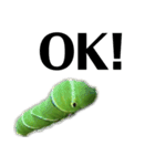 昆虫スタンプ（実写）イモムシ幼虫（個別スタンプ：3）