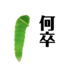 昆虫スタンプ（実写）イモムシ幼虫（個別スタンプ：9）
