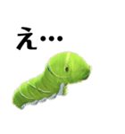 昆虫スタンプ（実写）イモムシ幼虫（個別スタンプ：28）