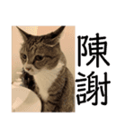 ちびみやパート8（個別スタンプ：5）