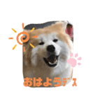 うちの子あんず（個別スタンプ：1）