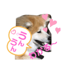 うちの子あんず（個別スタンプ：3）