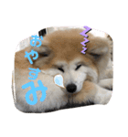 うちの子あんず（個別スタンプ：4）