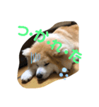 うちの子あんず（個別スタンプ：6）