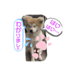 うちの子あんず（個別スタンプ：9）