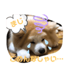 うちの子あんず（個別スタンプ：11）