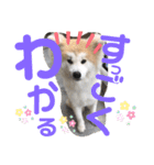 うちの子あんず（個別スタンプ：13）