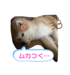 うちの子あんず（個別スタンプ：15）