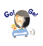ポメラニアンのフーちゃんだよ！（個別スタンプ：1）