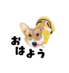 コーギー犬 モナちゃん（個別スタンプ：1）