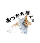 コーギー犬 モナちゃん（個別スタンプ：3）