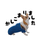 コーギー犬 モナちゃん（個別スタンプ：5）