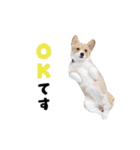 コーギー犬 モナちゃん（個別スタンプ：6）