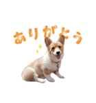 コーギー犬 モナちゃん（個別スタンプ：8）