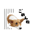 コーギー犬 モナちゃん（個別スタンプ：9）