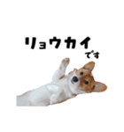 コーギー犬 モナちゃん（個別スタンプ：11）