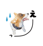 コーギー犬 モナちゃん（個別スタンプ：15）