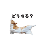 コーギー犬 モナちゃん（個別スタンプ：18）