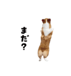 コーギー犬 モナちゃん（個別スタンプ：19）