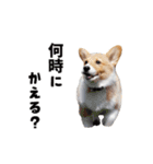 コーギー犬 モナちゃん（個別スタンプ：20）