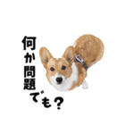 コーギー犬 モナちゃん（個別スタンプ：21）