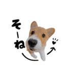 コーギー犬 モナちゃん（個別スタンプ：24）