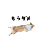 コーギー犬 モナちゃん（個別スタンプ：27）