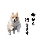コーギー犬 モナちゃん（個別スタンプ：29）