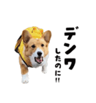 コーギー犬 モナちゃん（個別スタンプ：30）