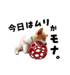 コーギー犬 モナちゃん（個別スタンプ：31）