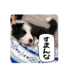 セナ'sスタンプ2（個別スタンプ：35）