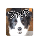 セナ'sスタンプ2（個別スタンプ：40）