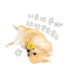 ポメチワのルルくん（個別スタンプ：2）
