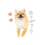 ポメチワのルルくん（個別スタンプ：3）