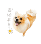 ポメチワのルルくん（個別スタンプ：4）