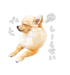 ポメチワのルルくん（個別スタンプ：8）