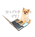 ポメチワのルルくん（個別スタンプ：10）