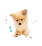 ポメチワのルルくん（個別スタンプ：12）