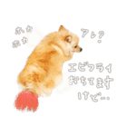 ポメチワのルルくん（個別スタンプ：13）