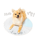 ポメチワのルルくん（個別スタンプ：14）