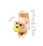 ポメチワのルルくん（個別スタンプ：16）
