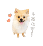 ポメチワのルルくん（個別スタンプ：17）