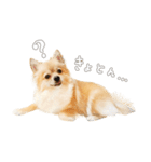 ポメチワのルルくん（個別スタンプ：18）