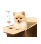 ポメチワのルルくん（個別スタンプ：21）