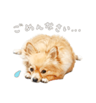 ポメチワのルルくん（個別スタンプ：22）