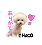 chacoの日常（個別スタンプ：2）